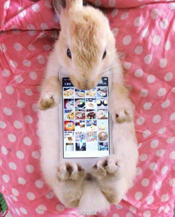 bunny-case-2